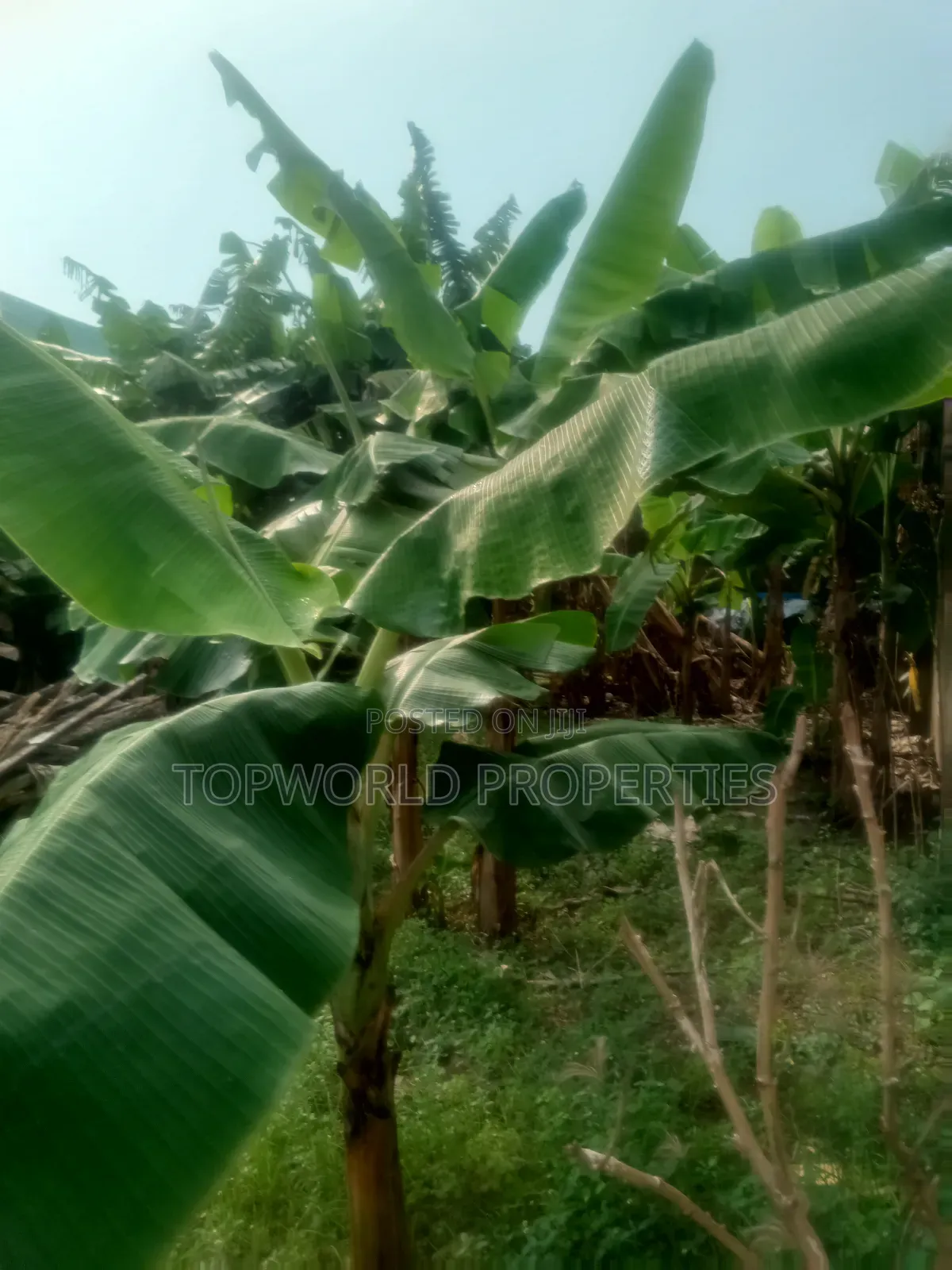 Half Plot of Land Measuring 42 Feet by 90 Feet at Ekoro Ebule Egba