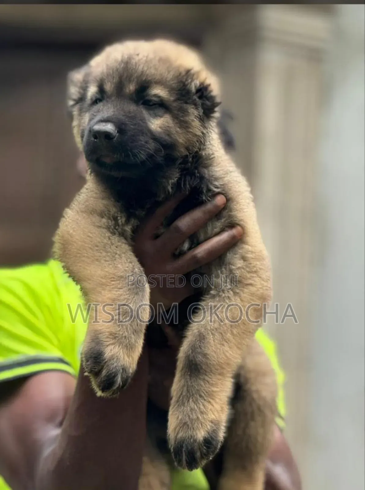 1-3 months Male Purebred Caucasian Shepherd
