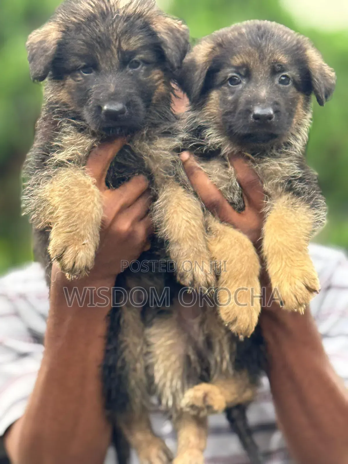 1-3 months Female Purebred German Shepherd