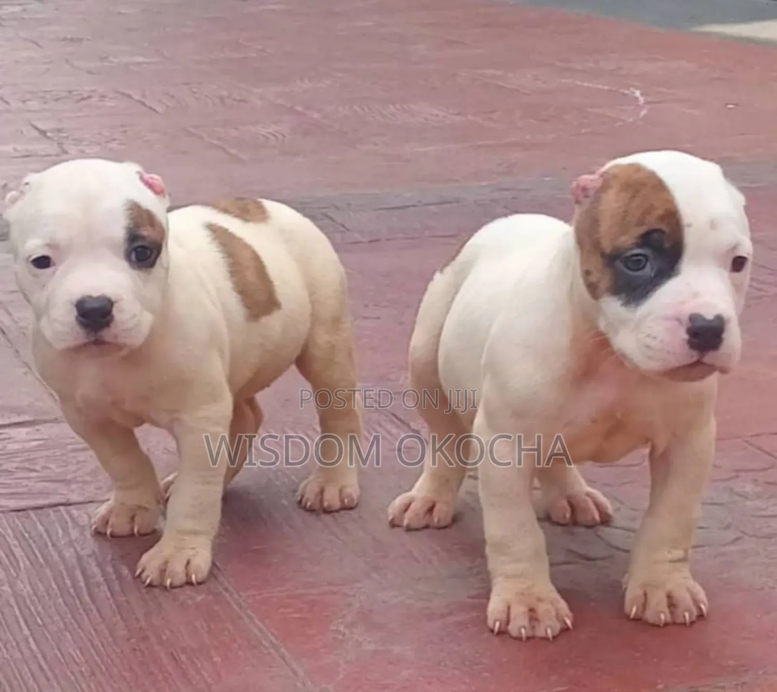 1-3 months Male Purebred Bulldog