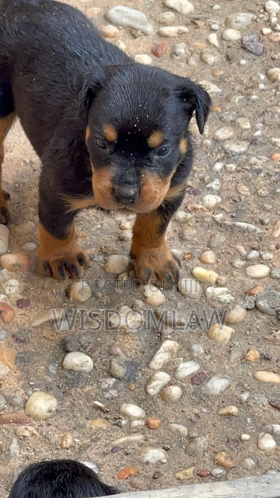 1-3 months Male Purebred Rottweiler