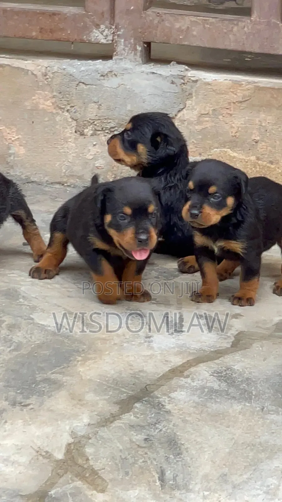 1-3 months Female Purebred Rottweiler