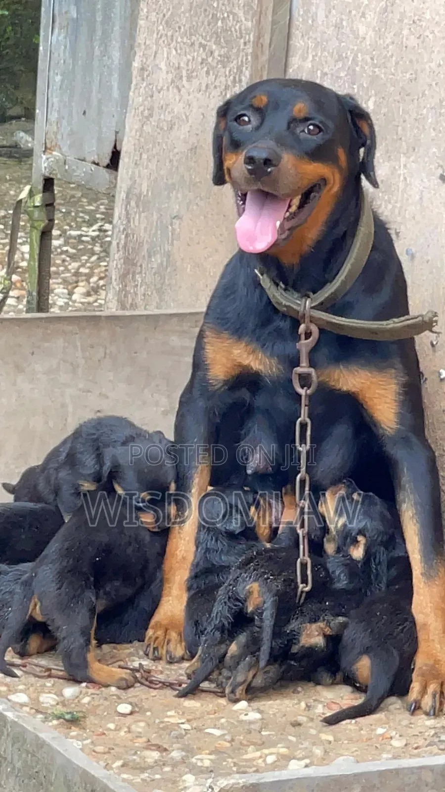 1-3 months Female Purebred Rottweiler