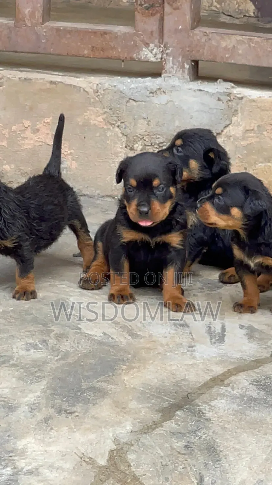 1-3 months Female Purebred Rottweiler