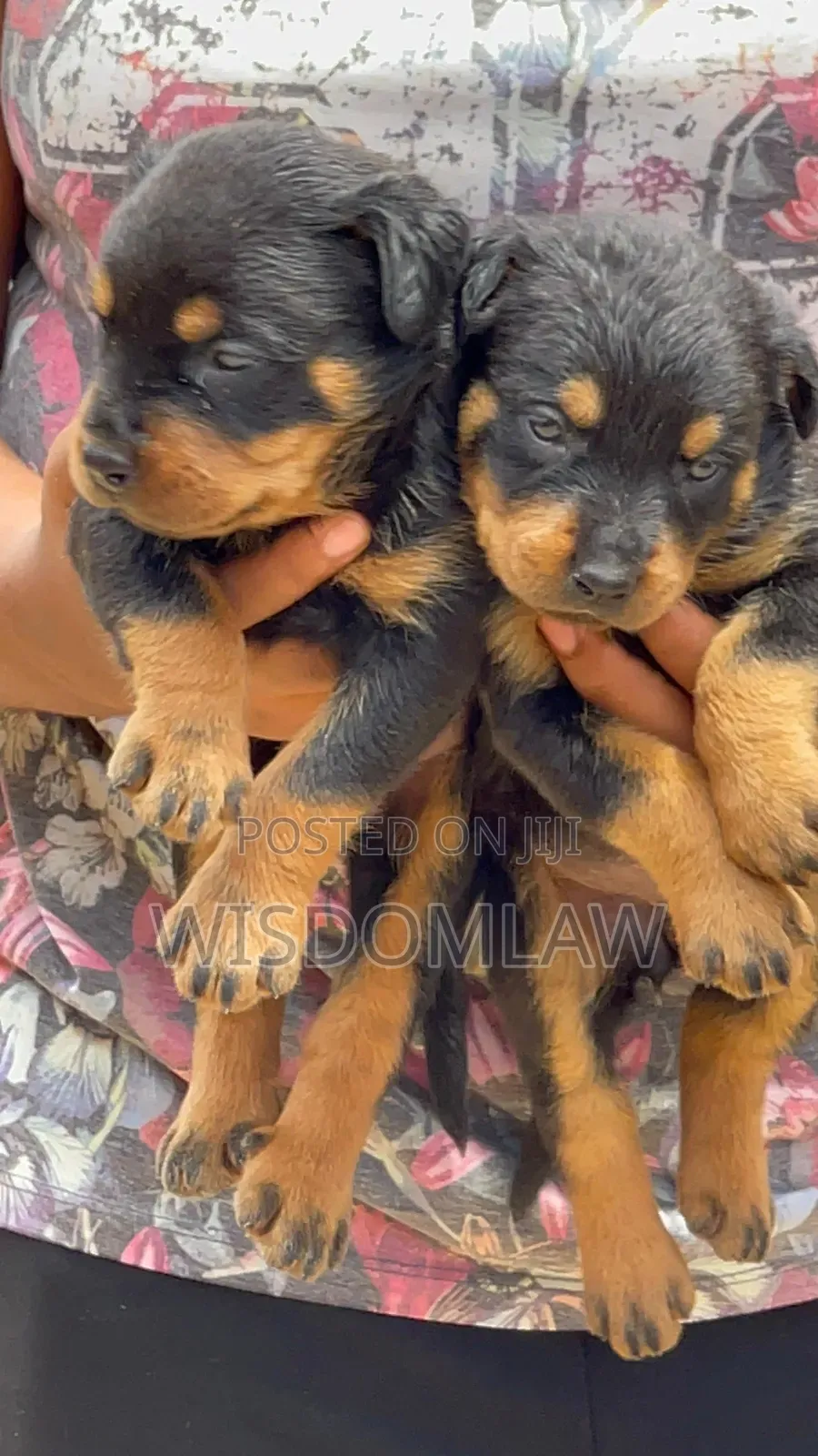 1-3 months Male Purebred Rottweiler