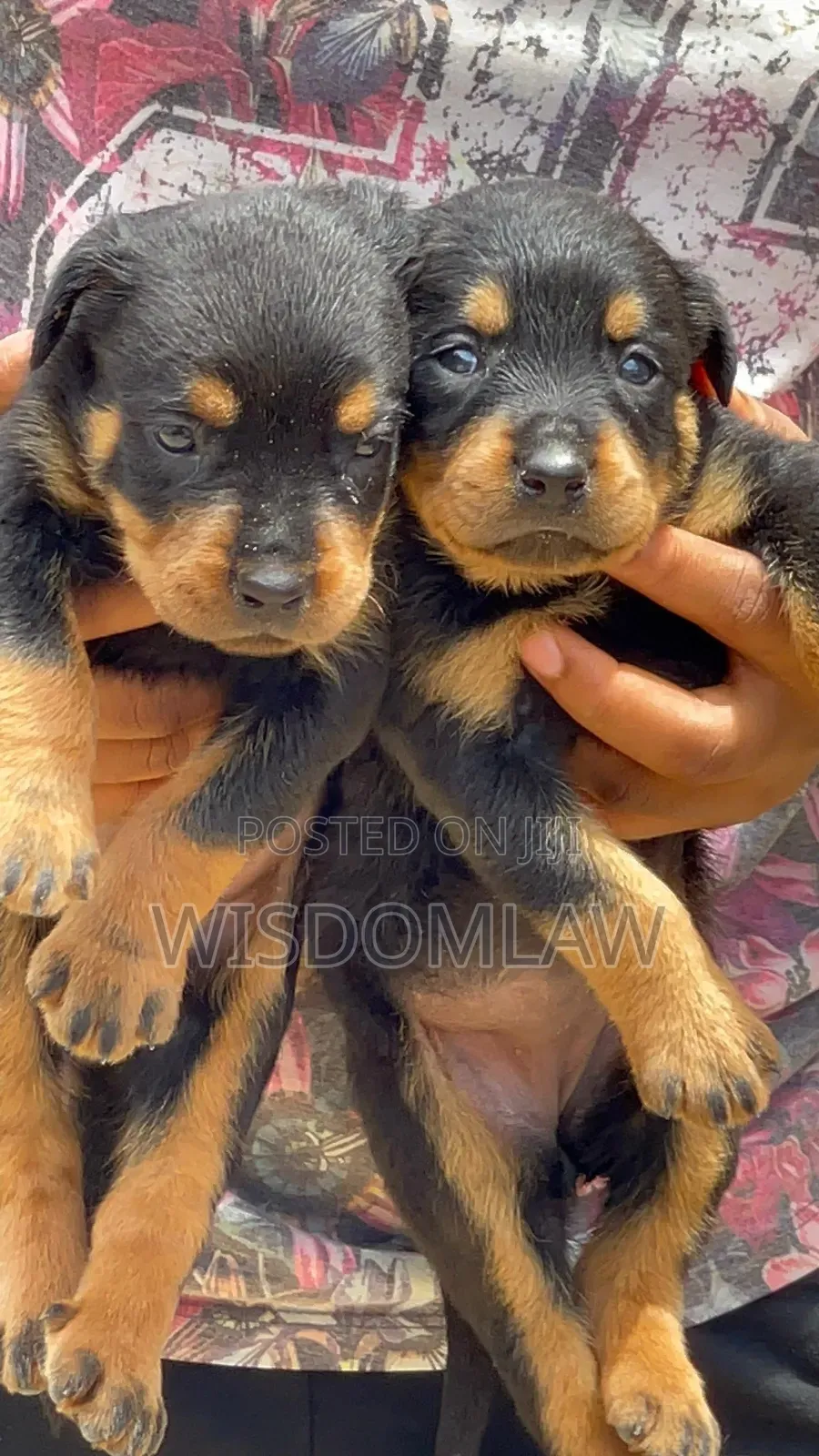 1-3 months Male Purebred Rottweiler