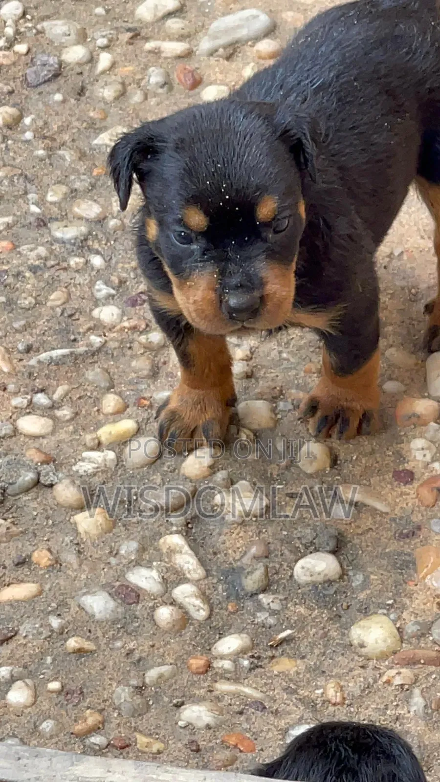 1-3 months Male Purebred Rottweiler