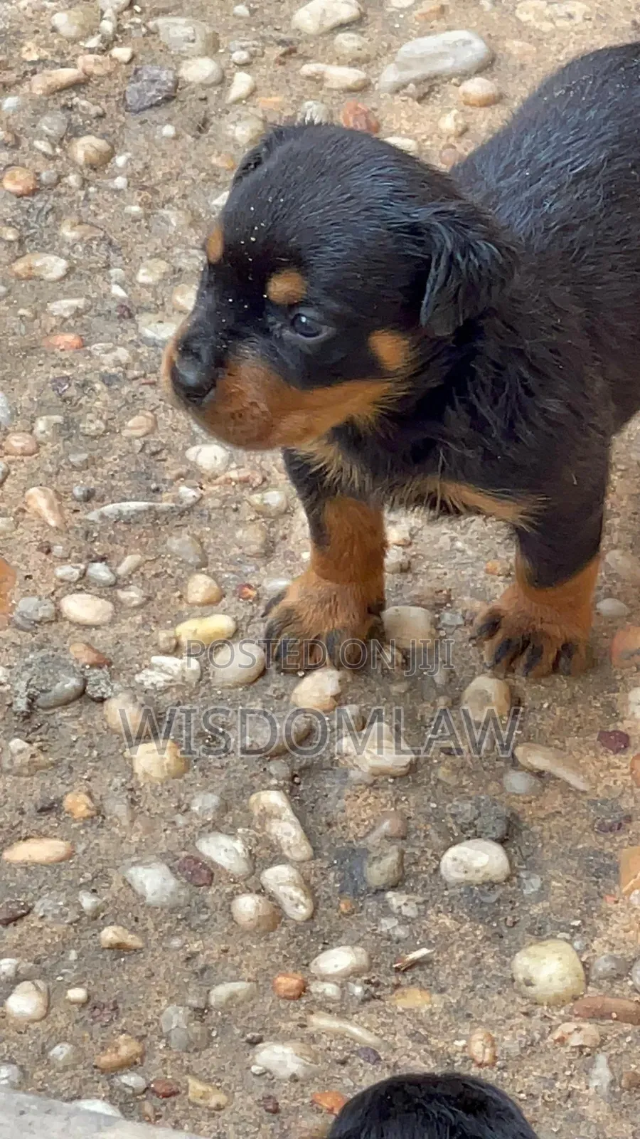 1-3 months Male Purebred Rottweiler