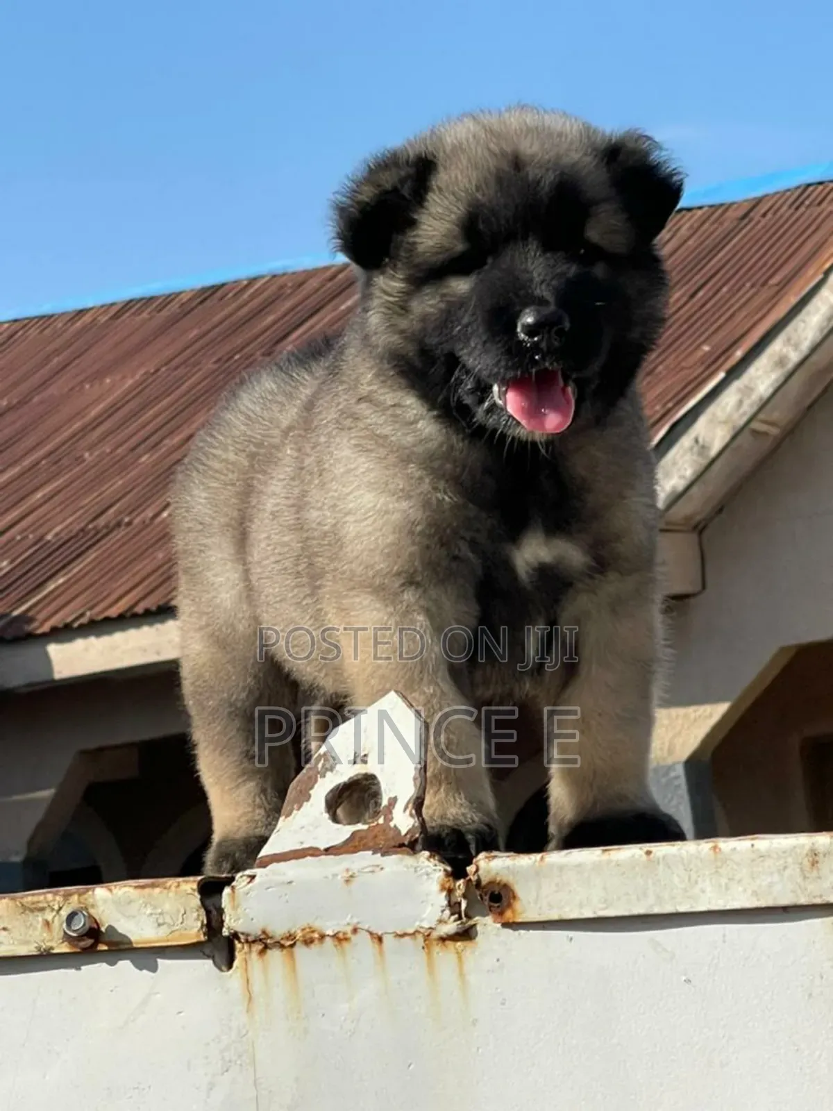 1-3 months Female Purebred Caucasian Shepherd