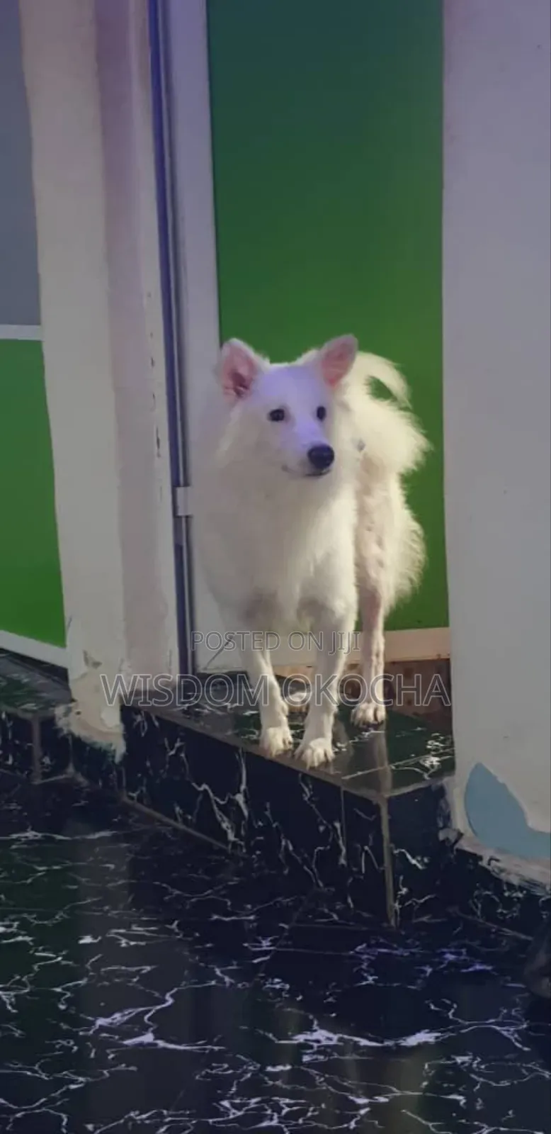 1+ year Female Purebred American Eskimo