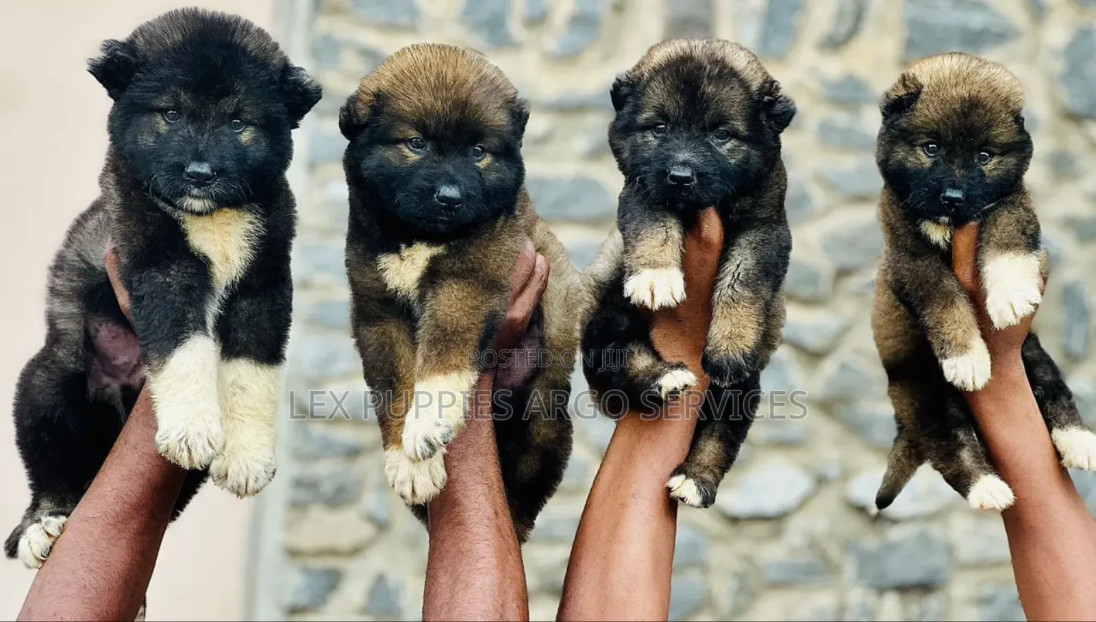 1-3 months Female Purebred Caucasian Shepherd