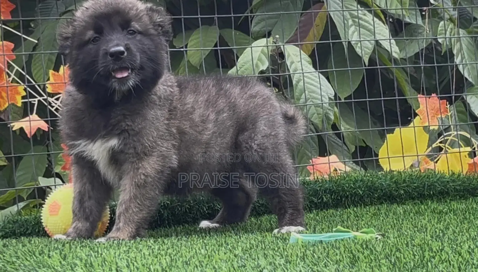 1-3 months Female Purebred Caucasian Shepherd