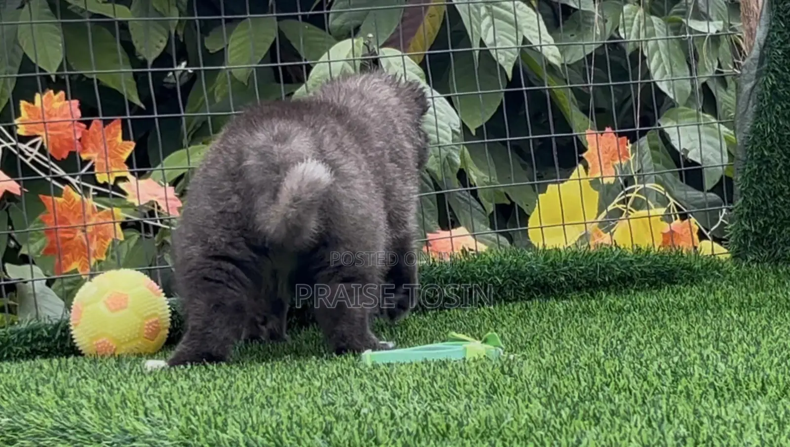 1-3 months Female Purebred Caucasian Shepherd
