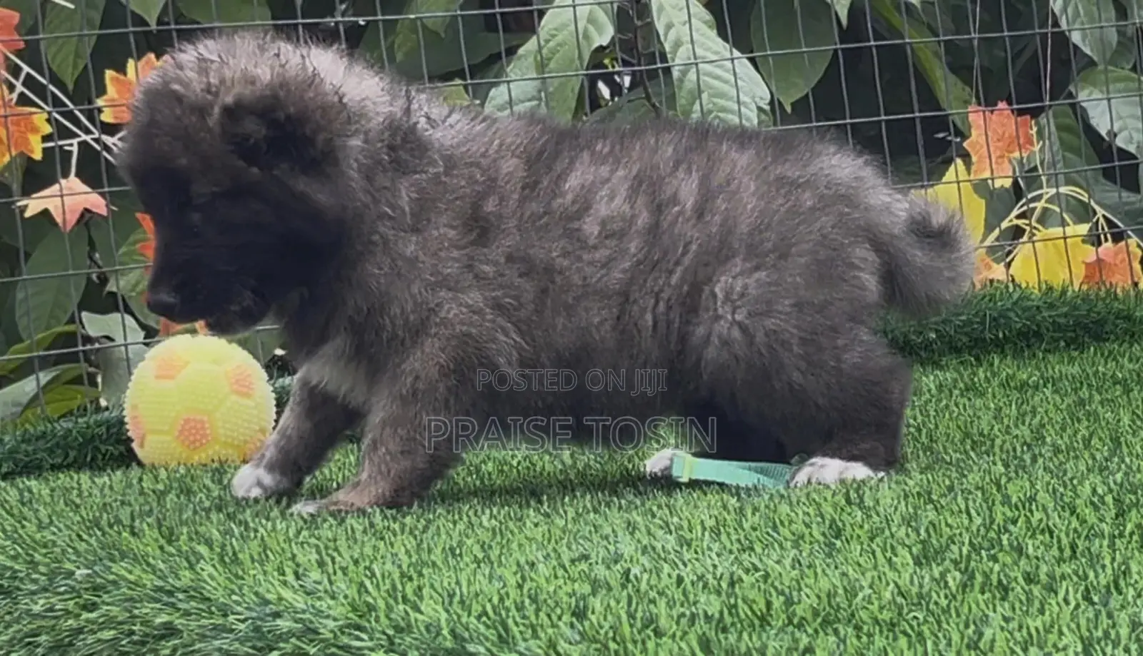 1-3 months Female Purebred Caucasian Shepherd