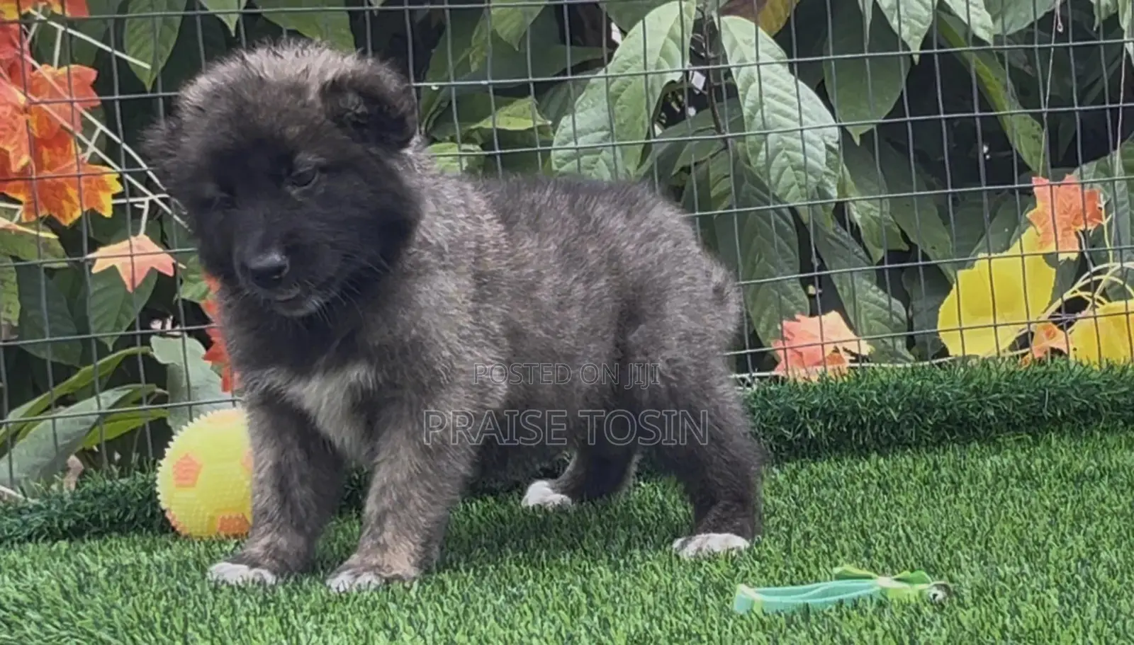 1-3 months Female Purebred Caucasian Shepherd