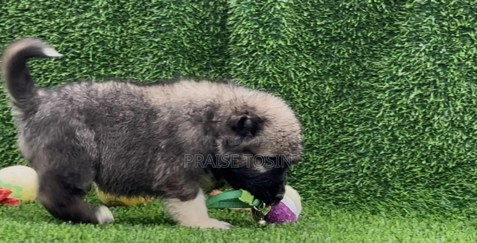 1-3 months Male Purebred Caucasian Shepherd