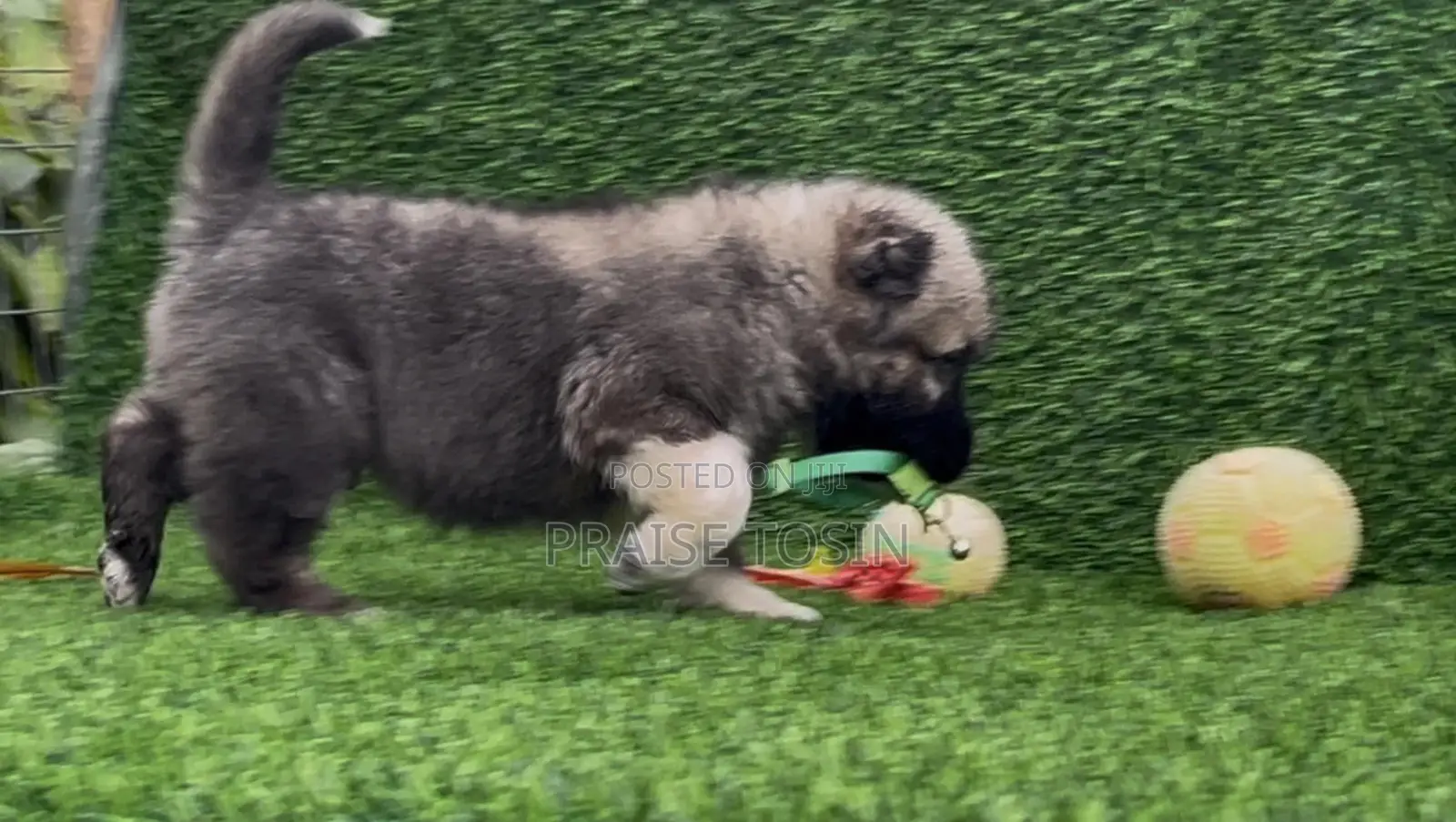 1-3 months Male Purebred Caucasian Shepherd