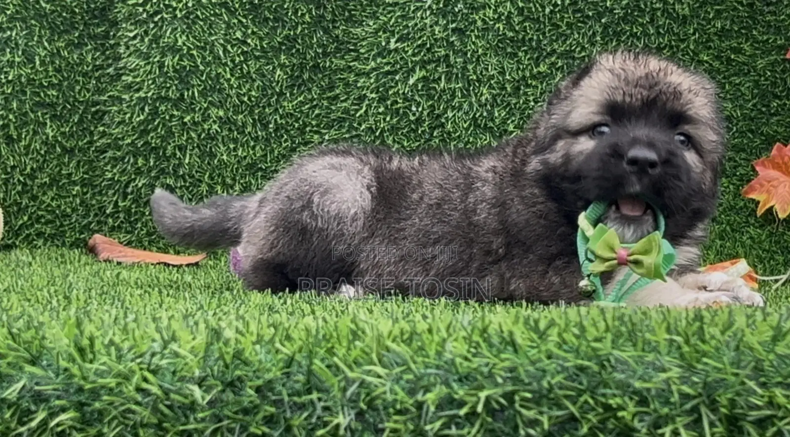 1-3 months Male Purebred Caucasian Shepherd