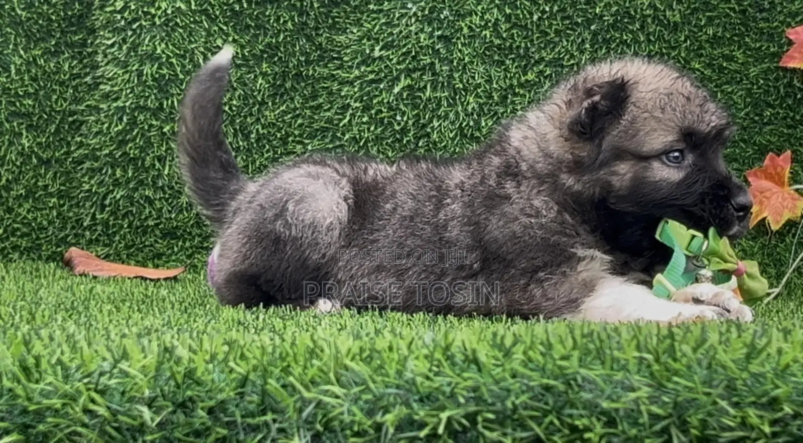 1-3 months Male Purebred Caucasian Shepherd