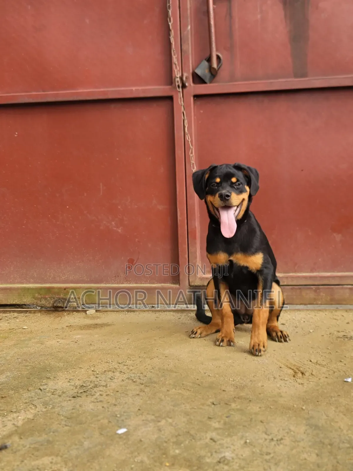 3-6 months Female Purebred Rottweiler