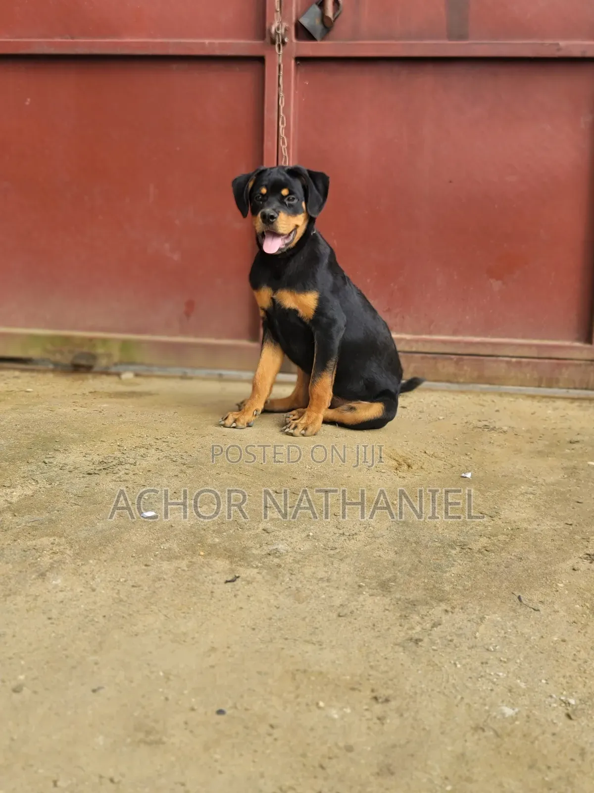 3-6 months Female Purebred Rottweiler