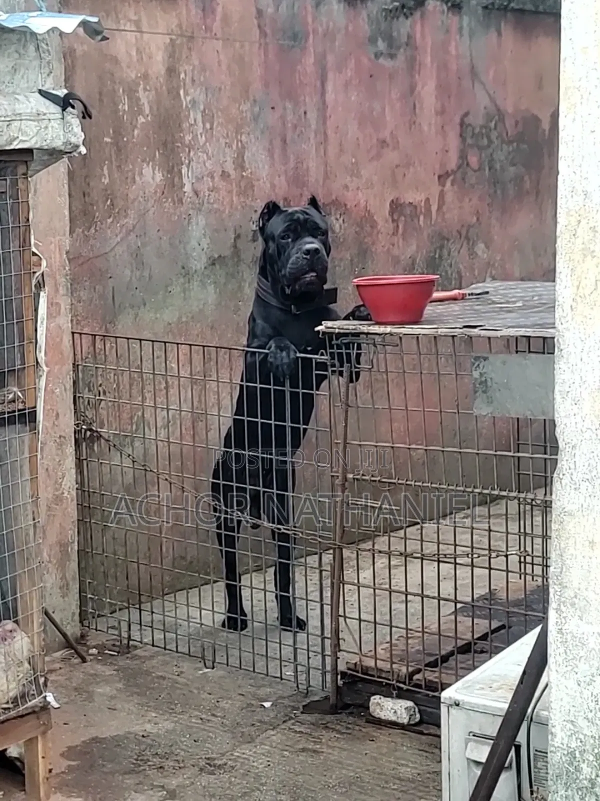 1-3 months Female Purebred Cane Corso