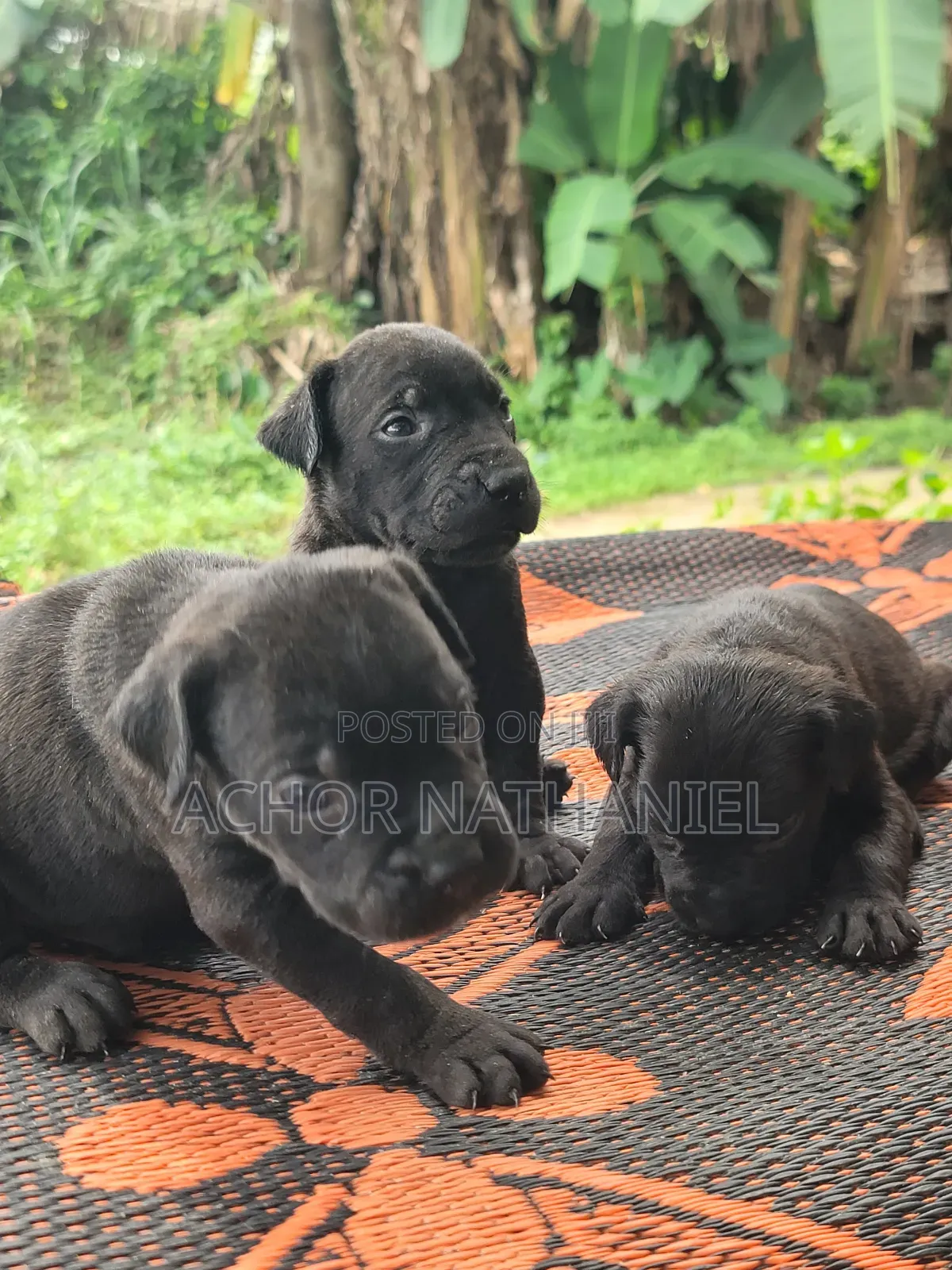 1-3 months Female Purebred Cane Corso