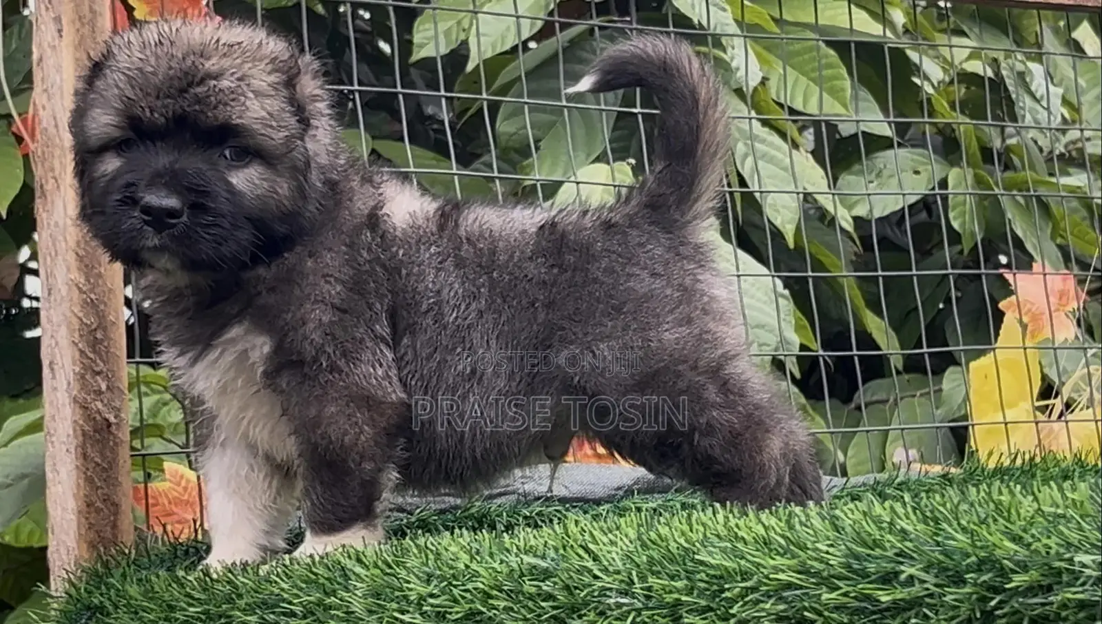 1-3 months Male Purebred Caucasian Shepherd