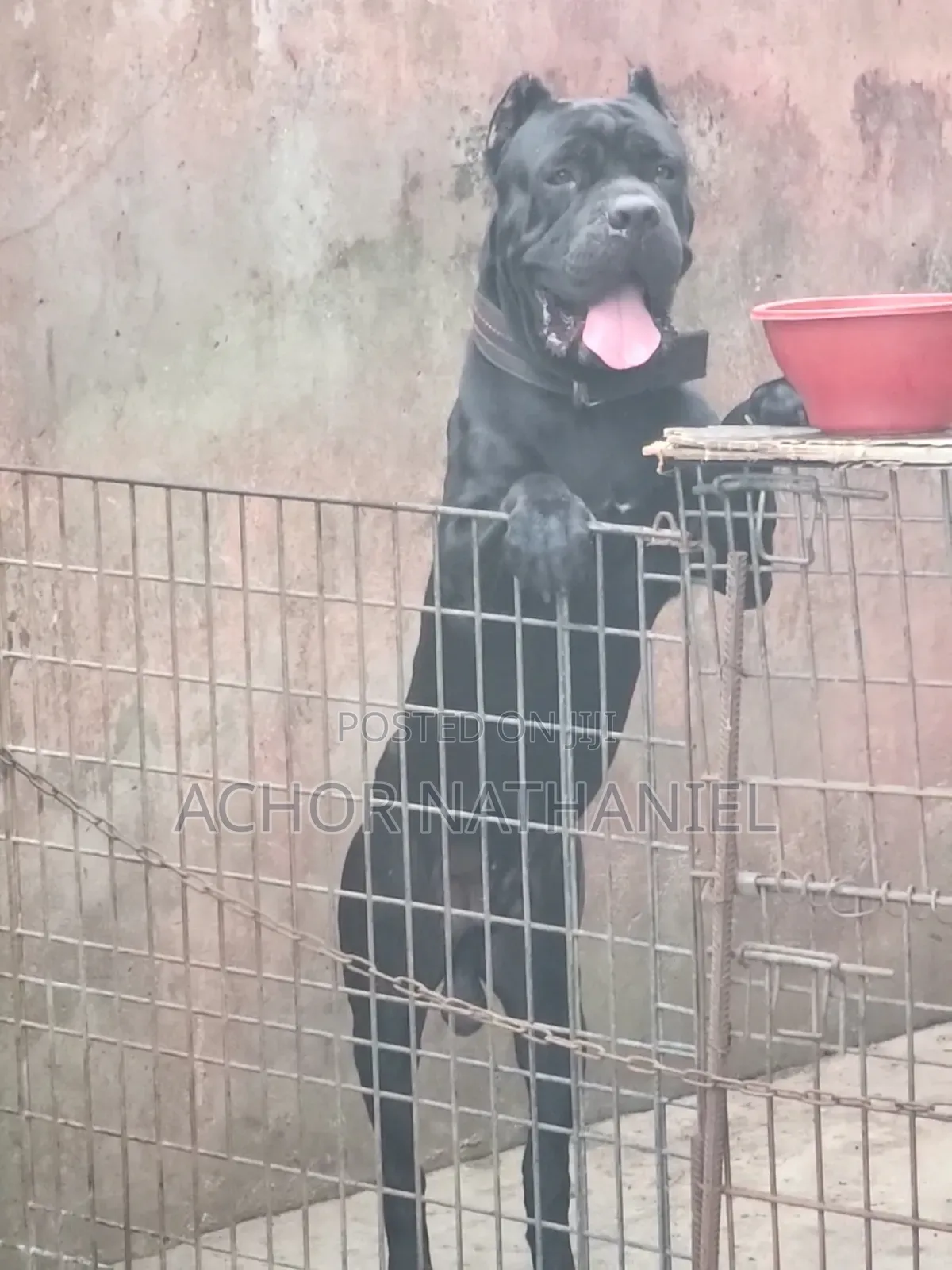 1-3 months Female Purebred Cane Corso