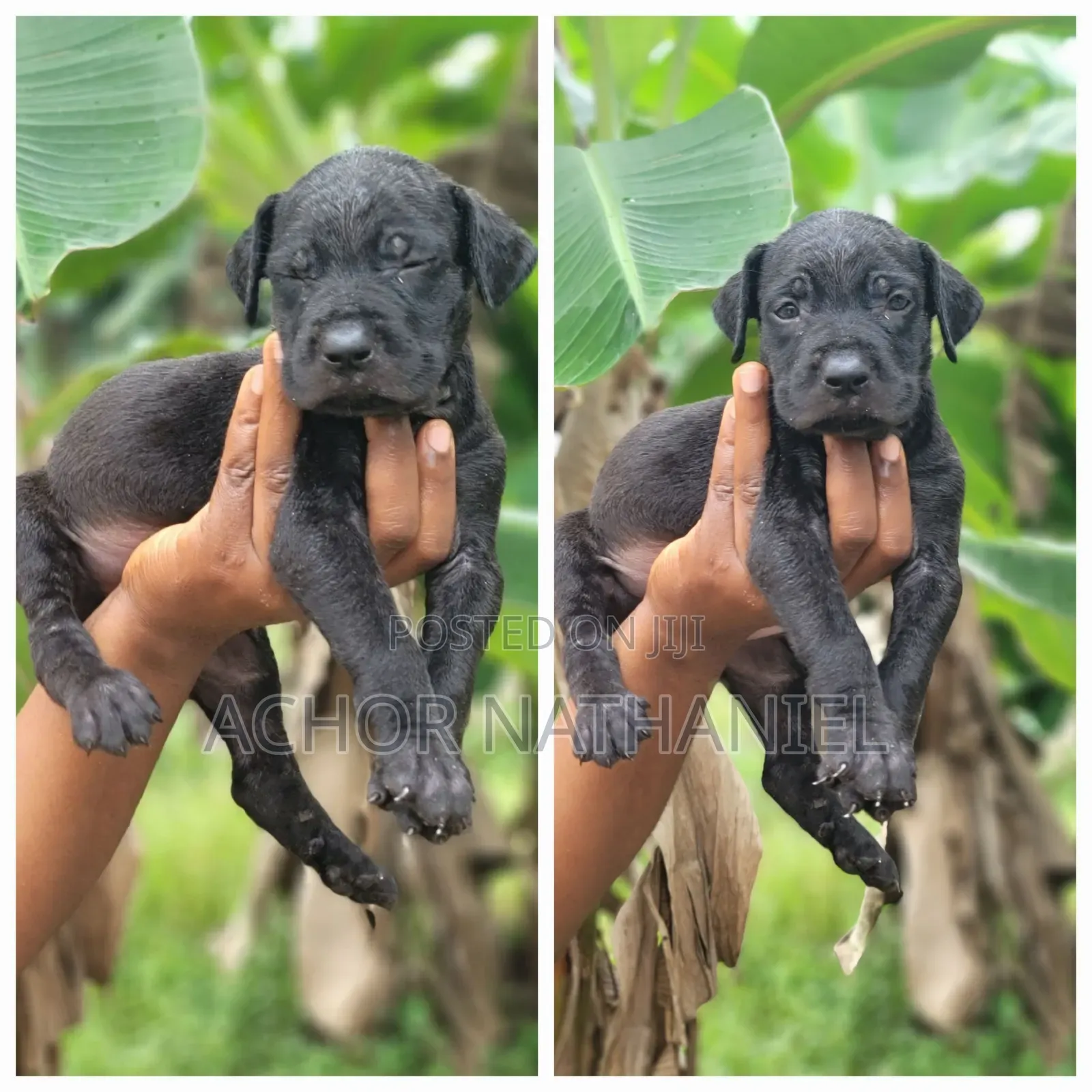 1-3 months Female Purebred Cane Corso