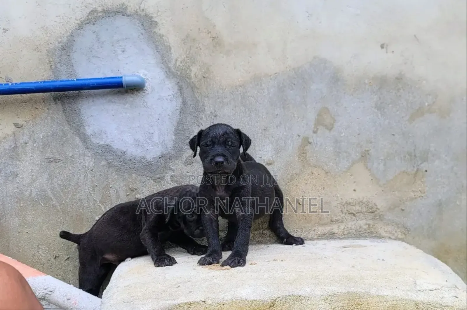 1-3 months Female Purebred Cane Corso