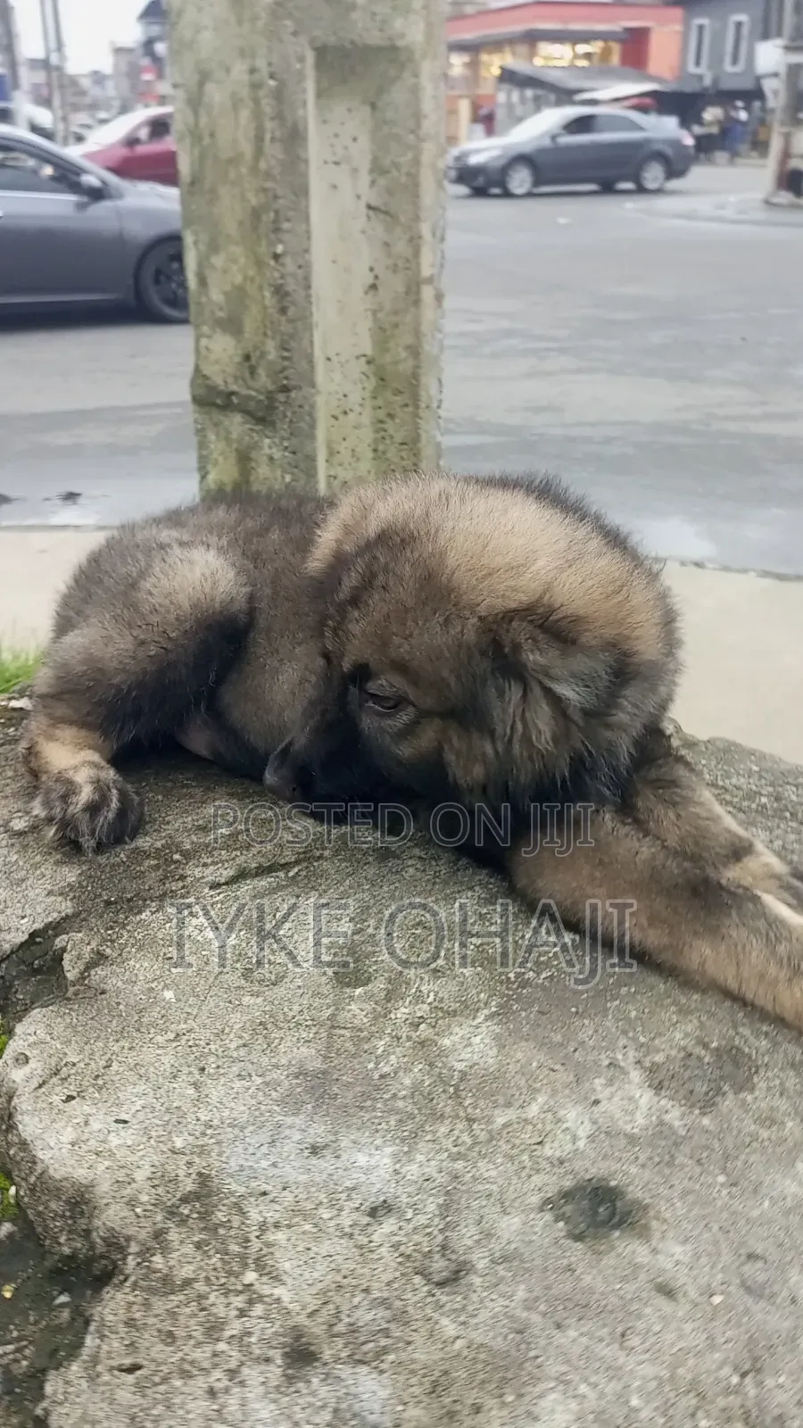 1-3 months Male Purebred Caucasian Shepherd