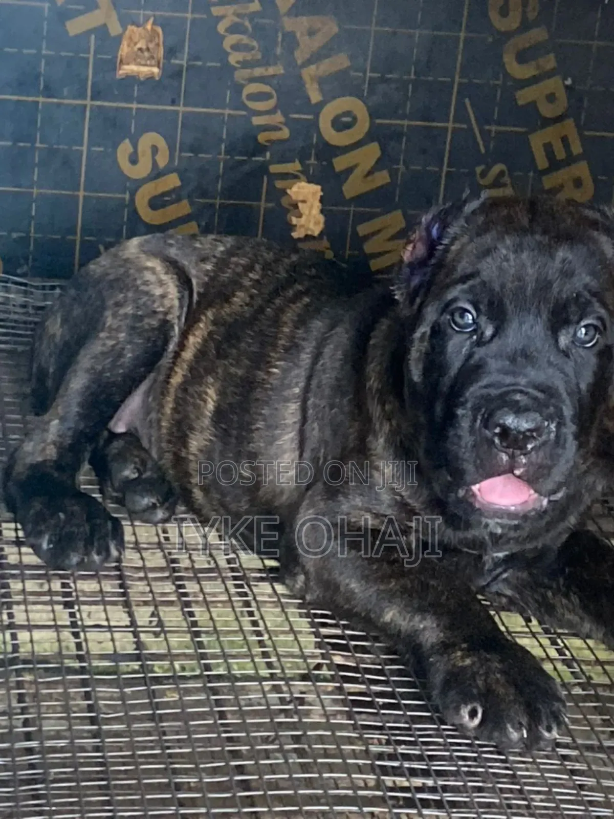 1-3 months Male Purebred Cane Corso