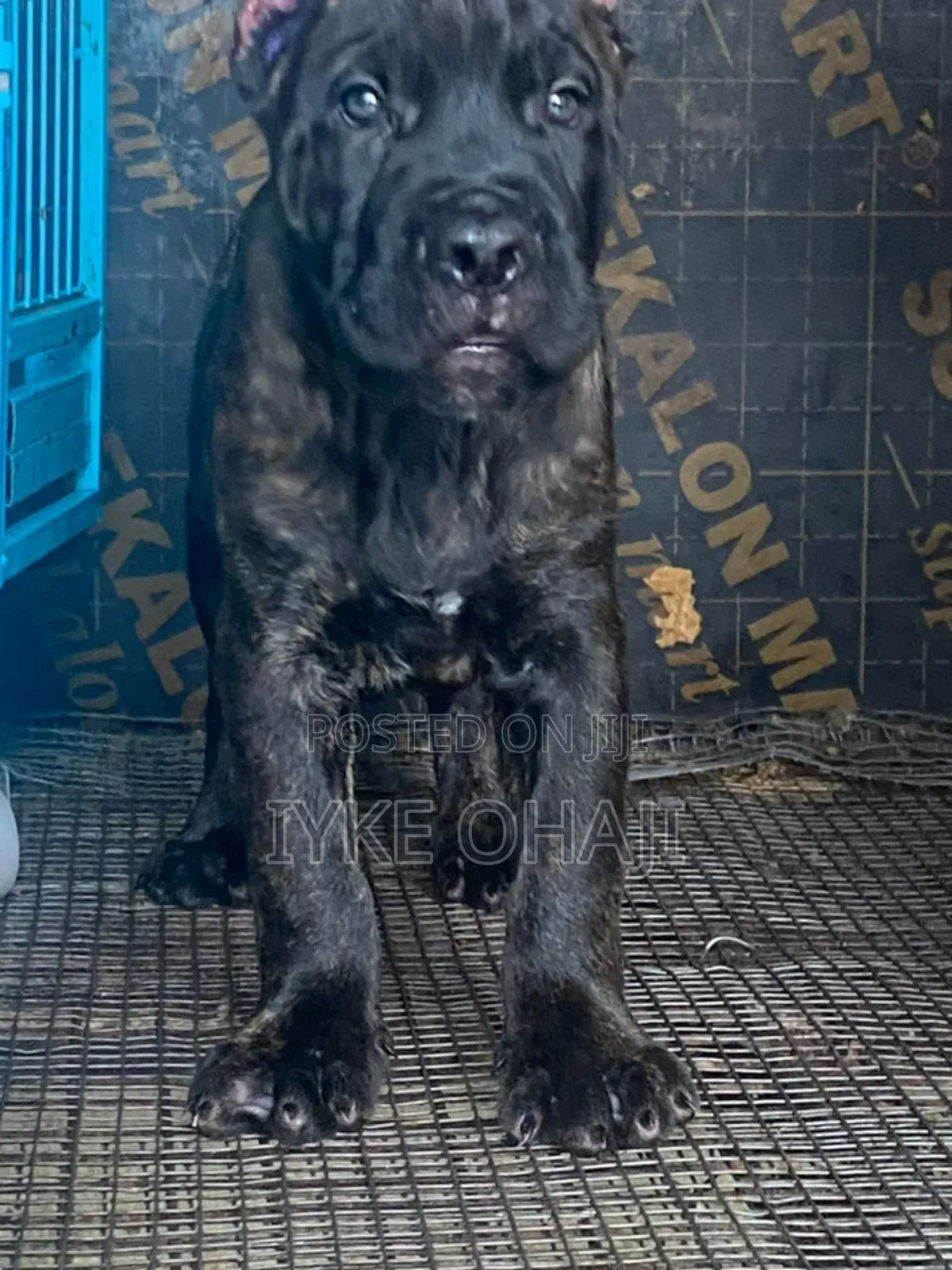 1-3 months Male Purebred Cane Corso