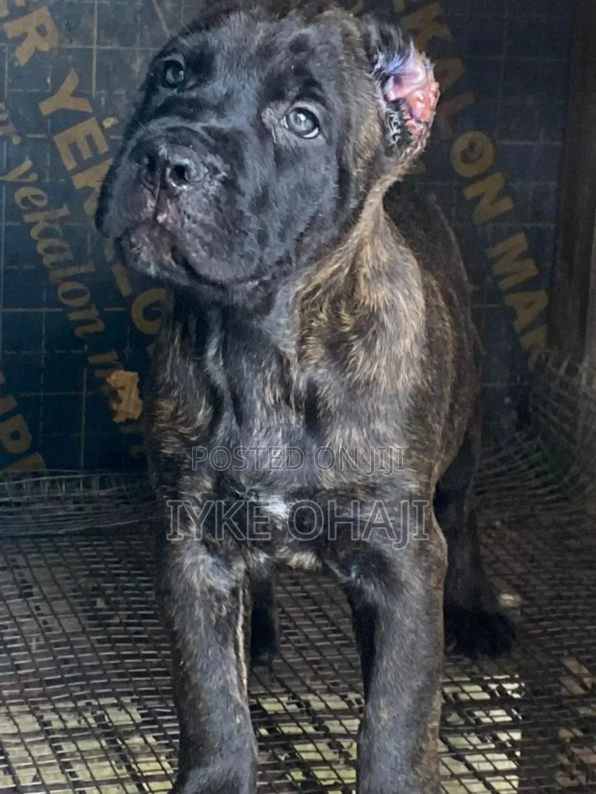 1-3 months Male Purebred Cane Corso