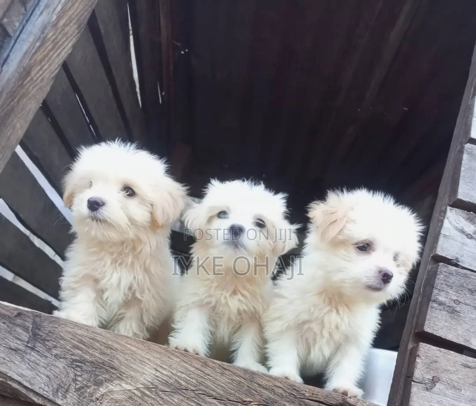 1-3 months Female Purebred Lhasa Apso