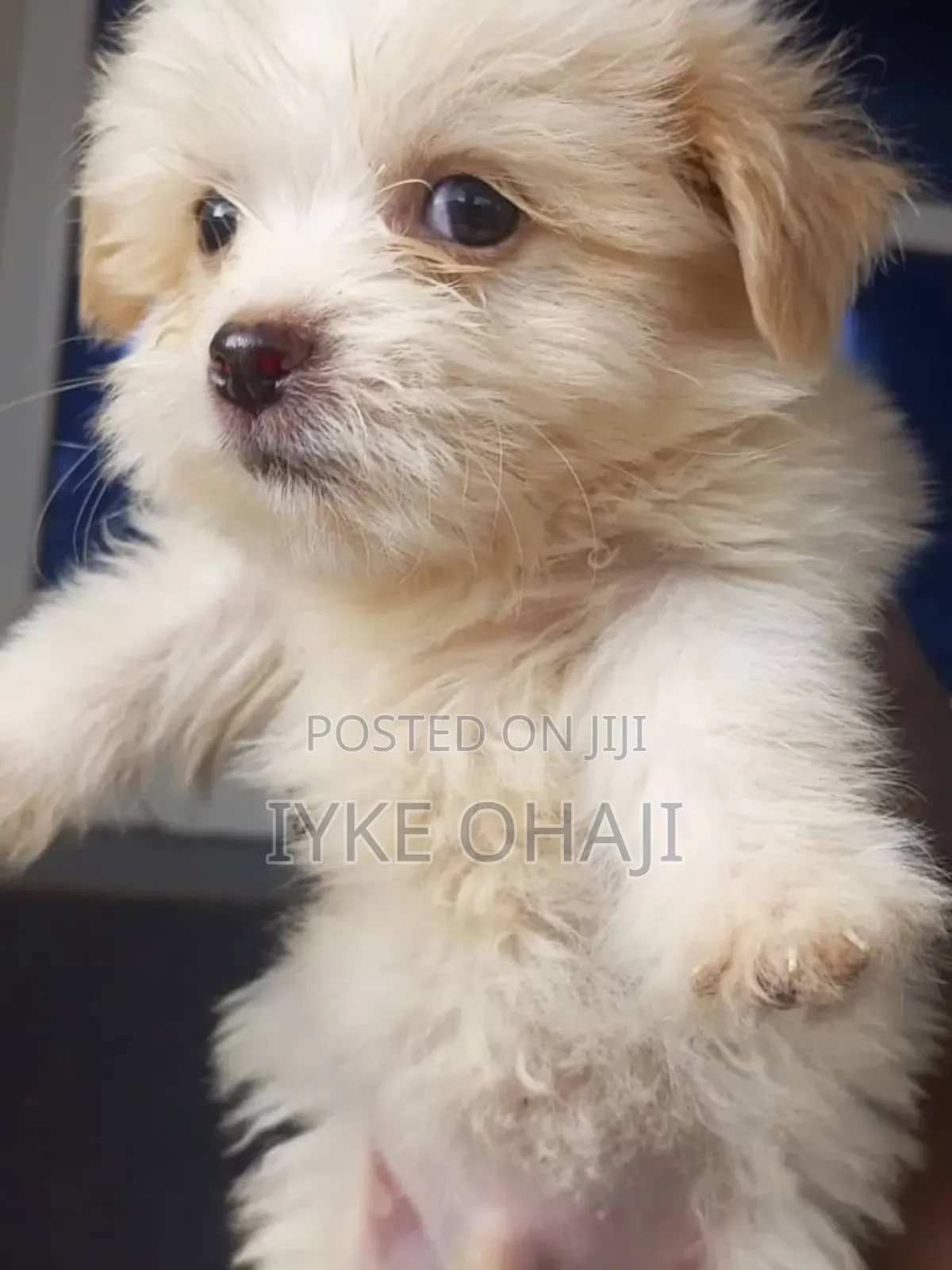 1-3 months Female Purebred Lhasa Apso