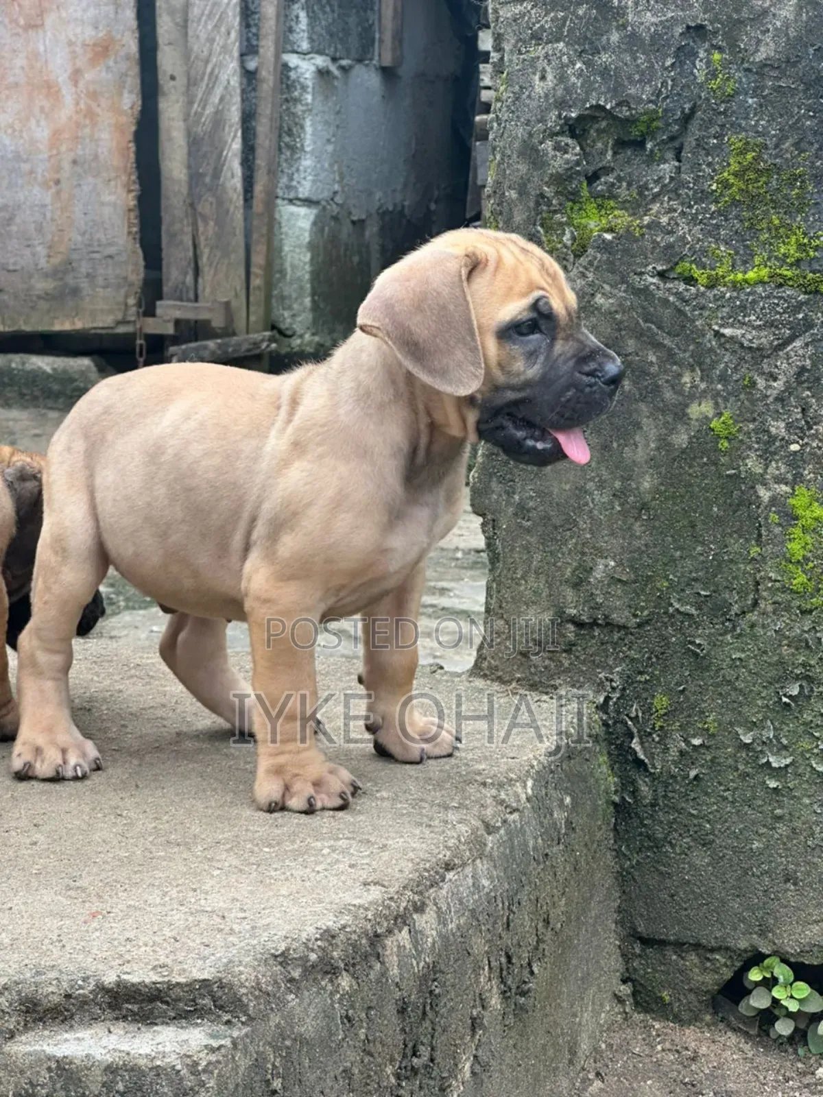 1-3 months Male Purebred Boerboel