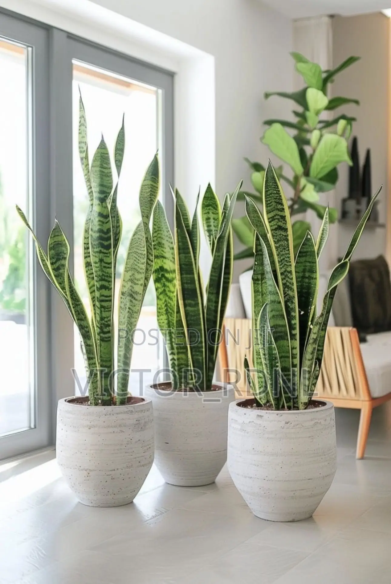 Unmatched Flower Pots