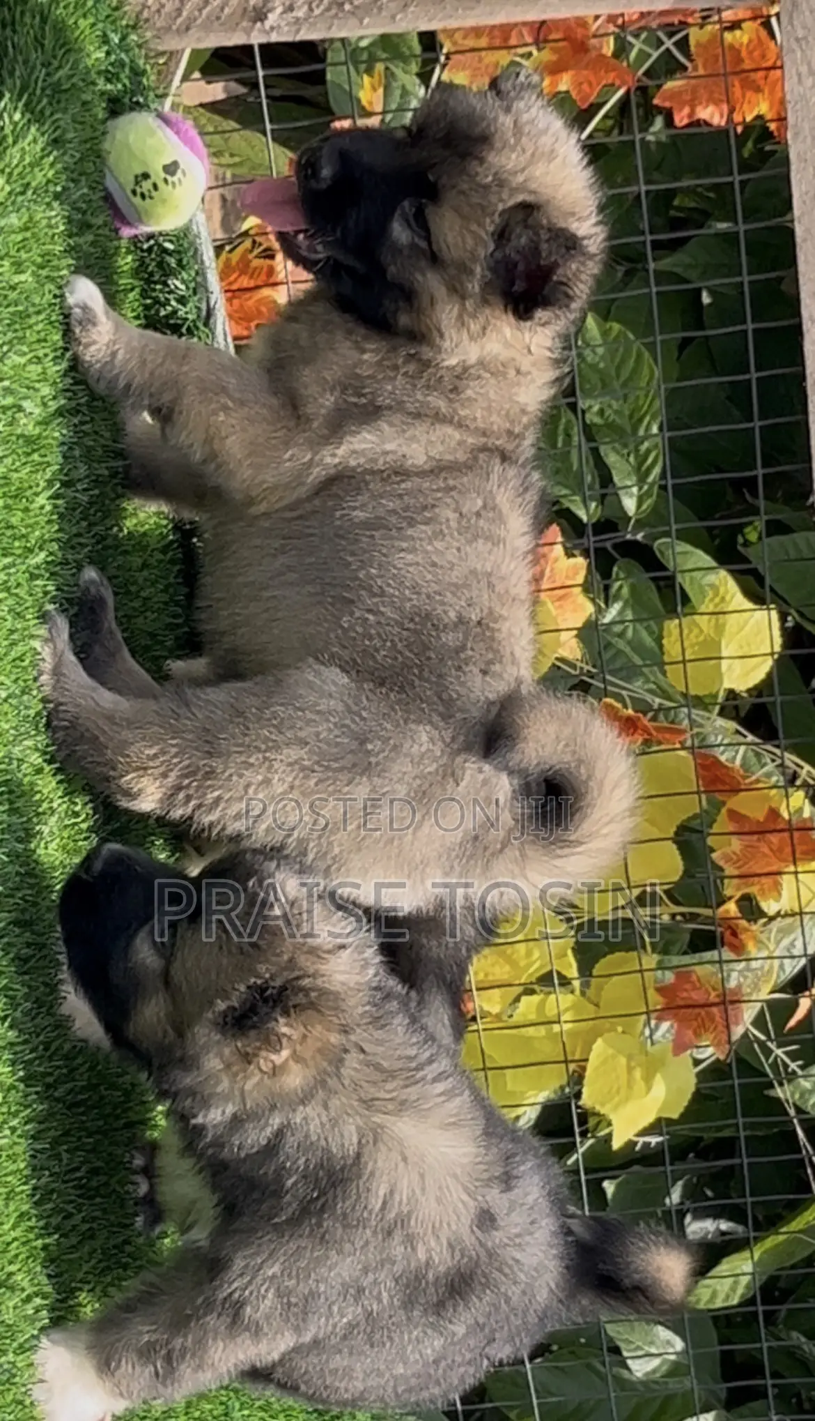 1-3 months Female Purebred Caucasian Shepherd