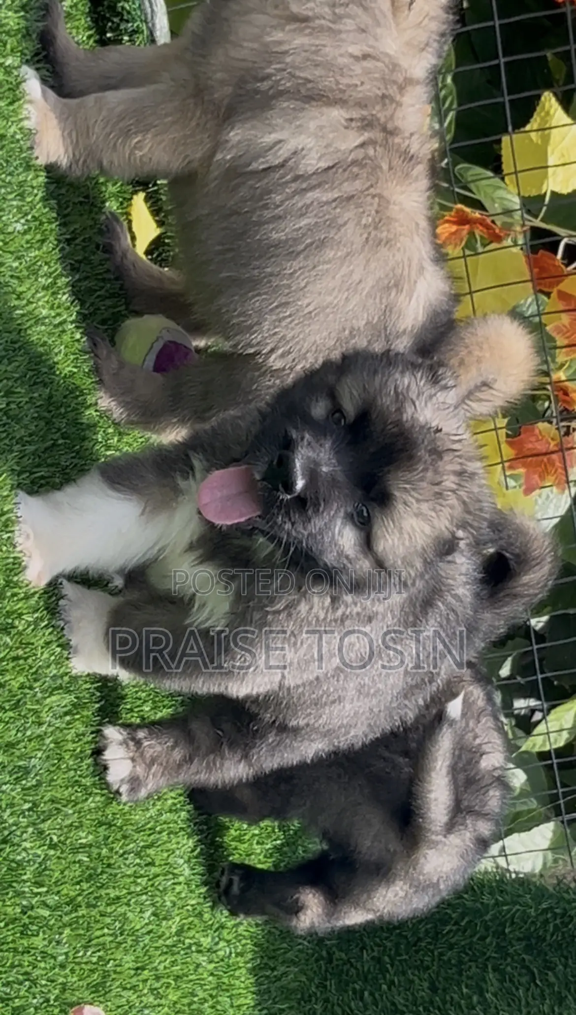 1-3 months Female Purebred Caucasian Shepherd