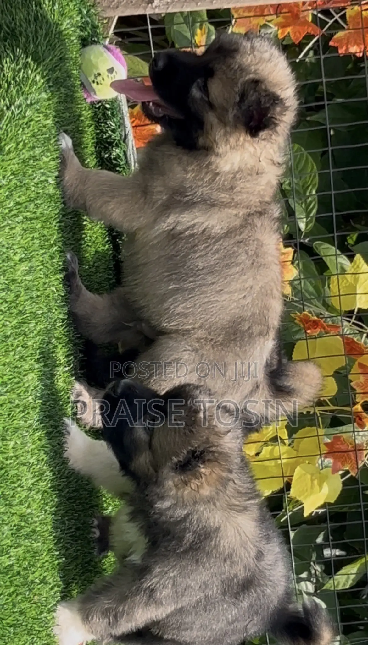 1-3 months Female Purebred Caucasian Shepherd