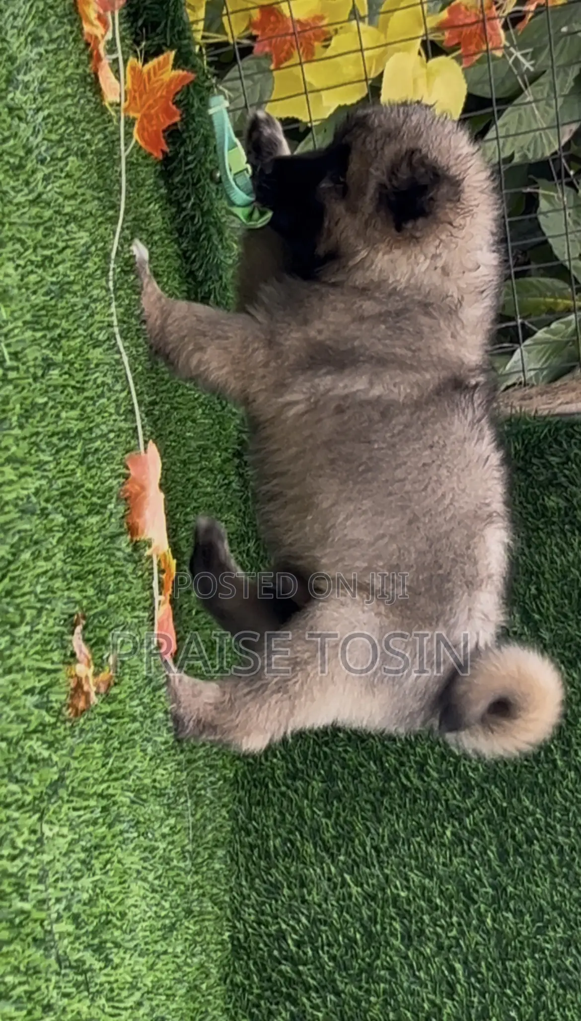 1-3 months Female Purebred Caucasian Shepherd