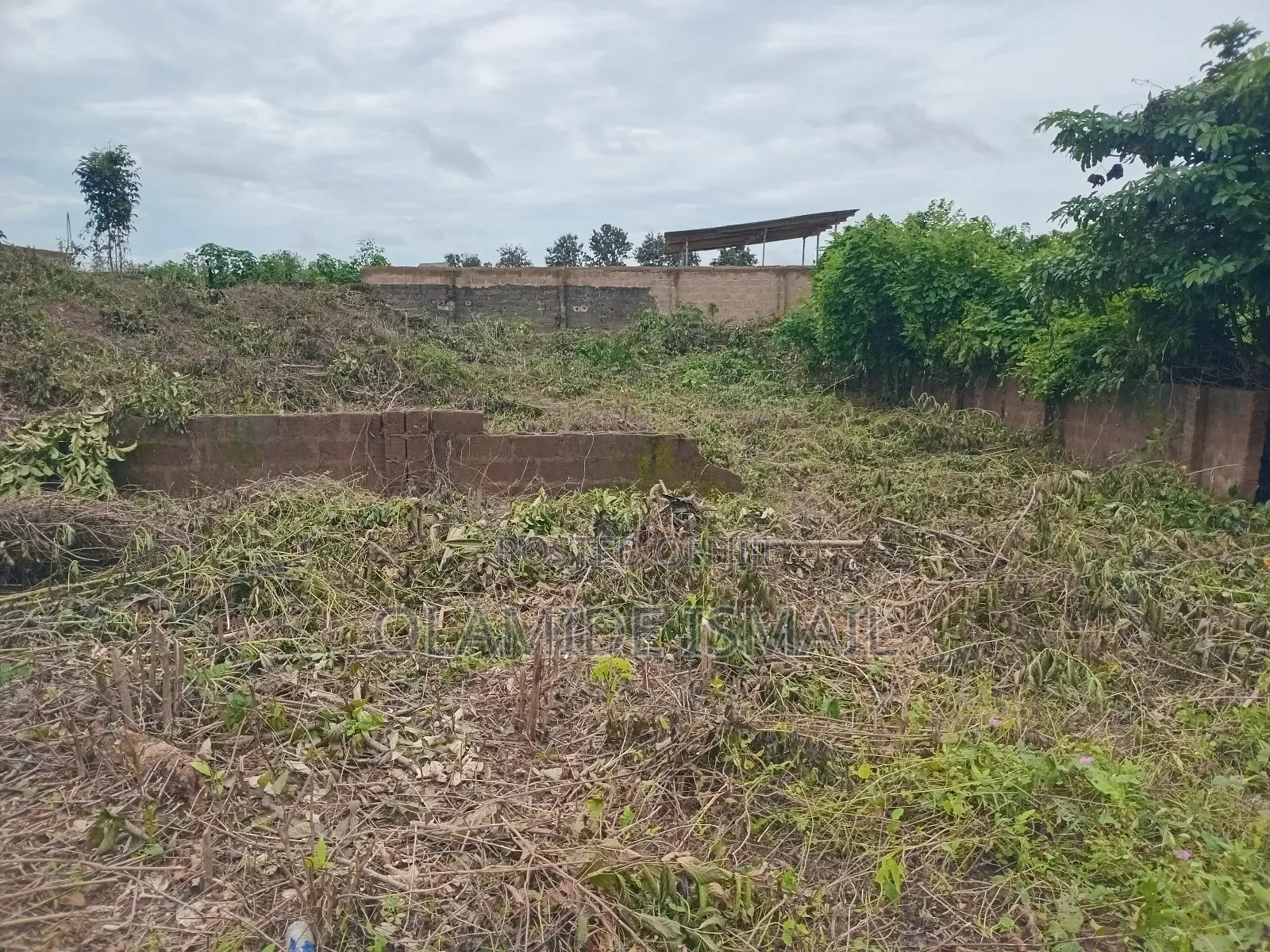 2plots Damico