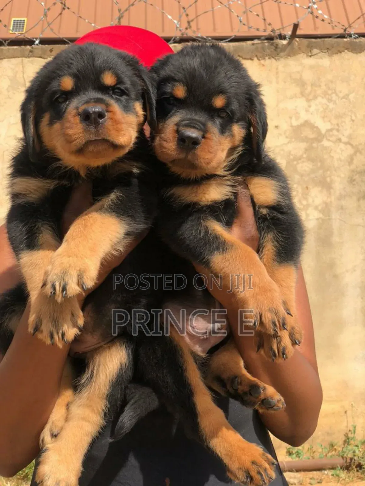 1-3 months Male Purebred Rottweiler