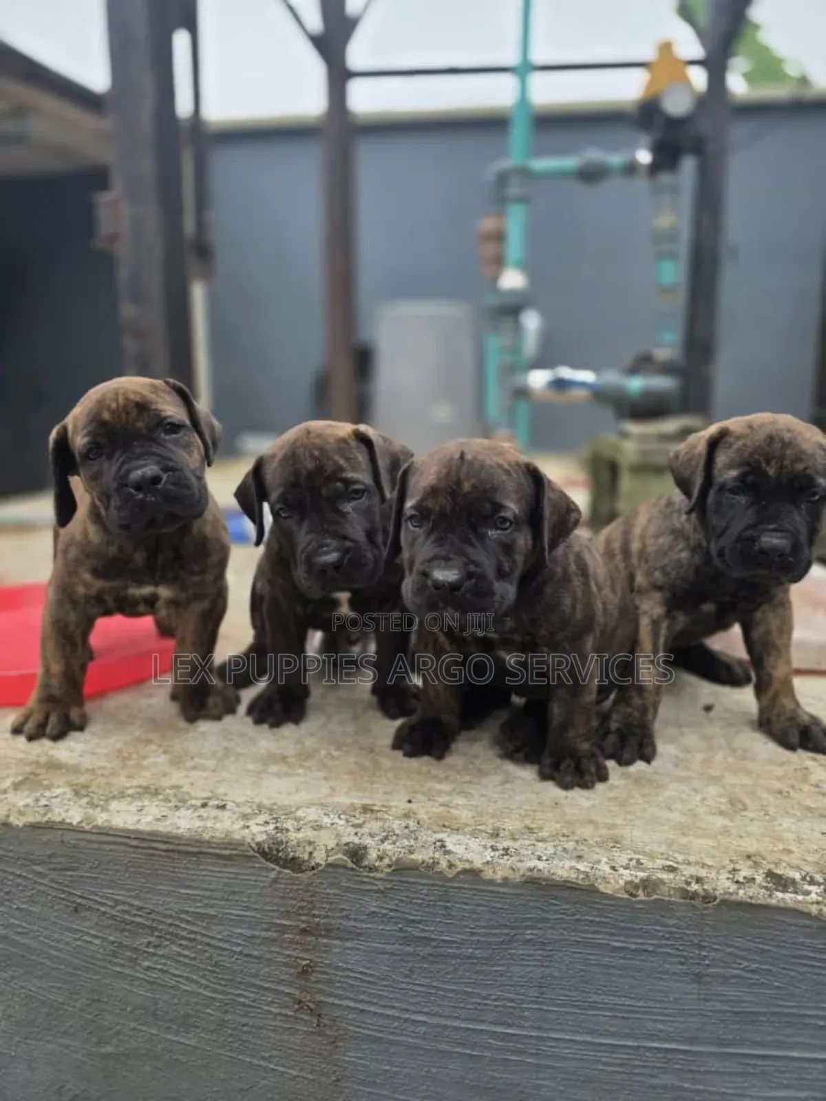 1-3 months Female Purebred Boerboel