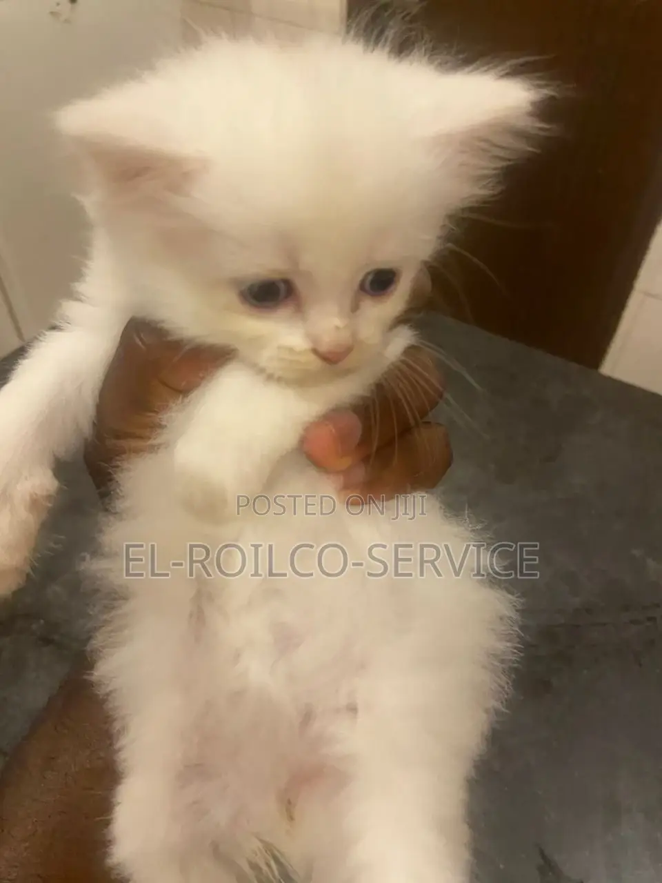 1-3 months Female Purebred Persian