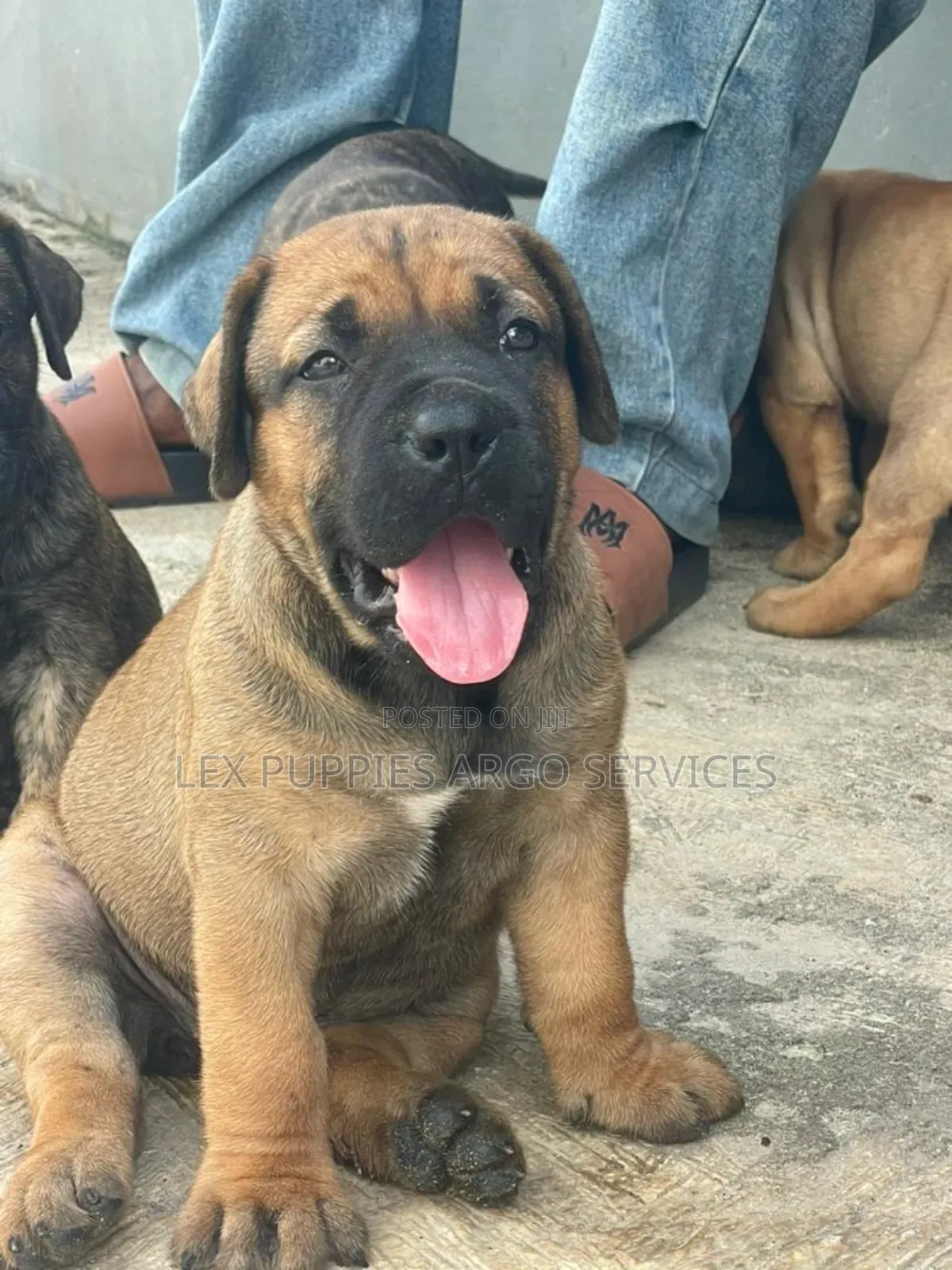 1-3 months Female Purebred Boerboel