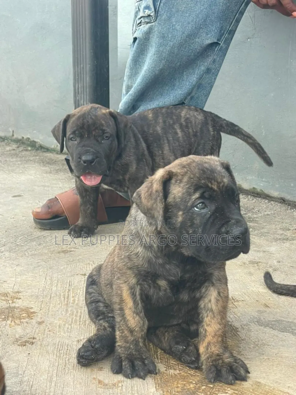 1-3 months Female Purebred Boerboel