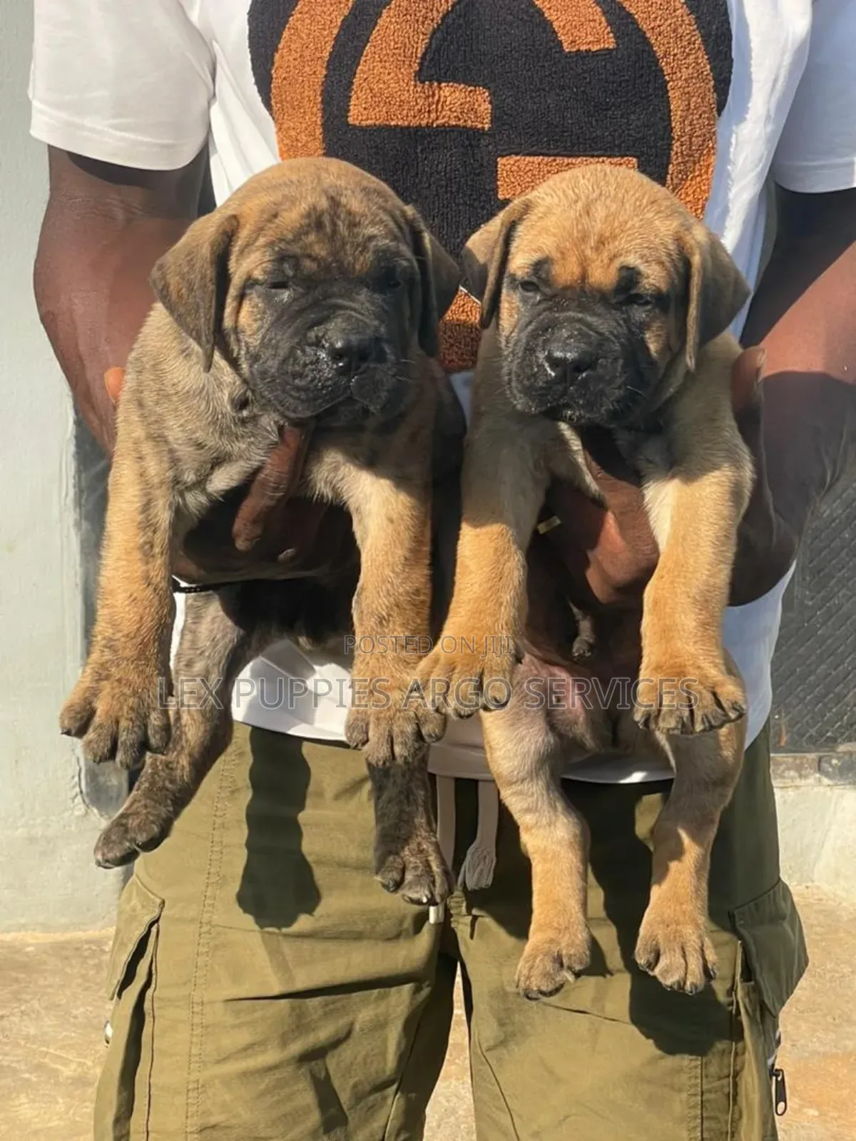 1-3 months Female Purebred Boerboel